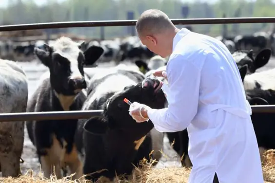 Un veterinario controlla una mucca