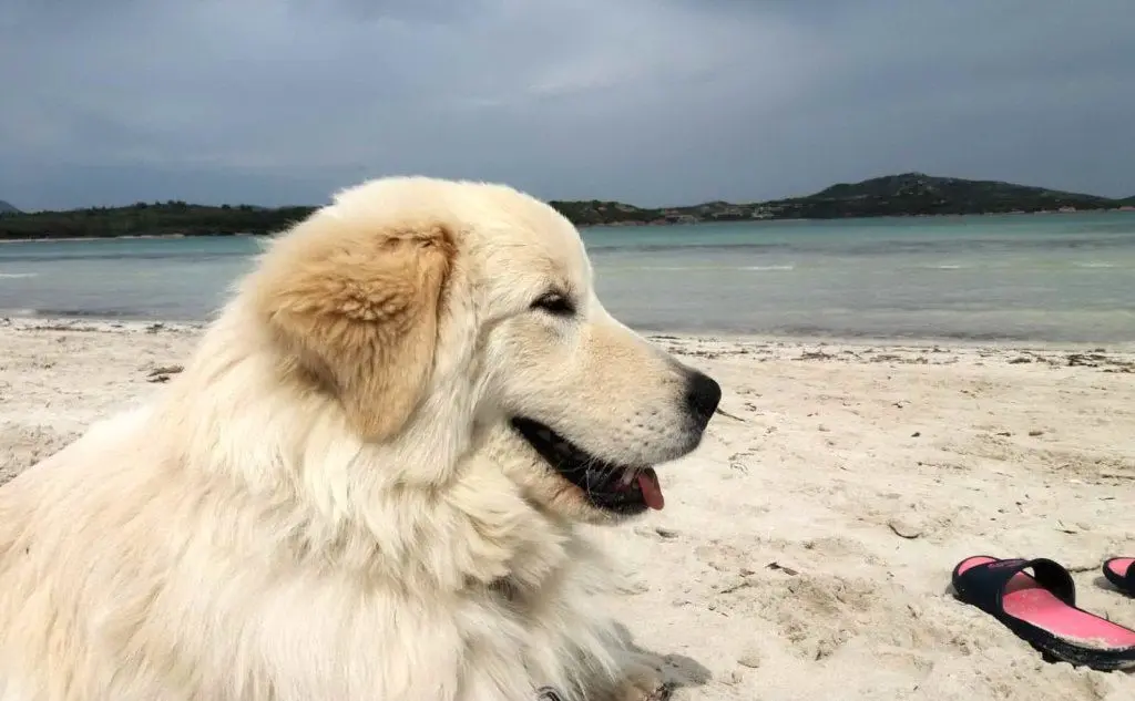 Belle in Sardegna, inviata da Simona Malagoli (Modena)