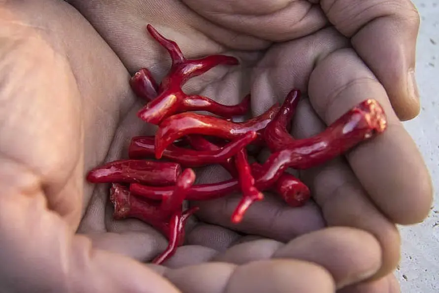 Corallo rosso