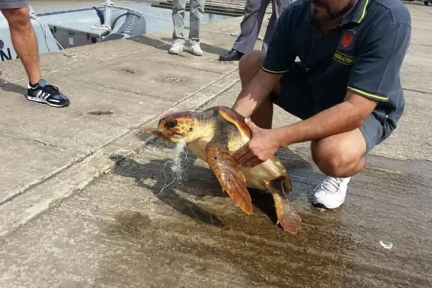 La tartaruga salvata questa mattina