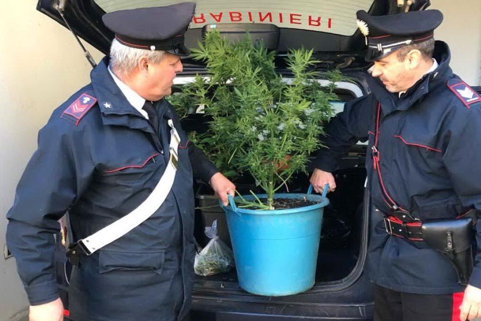 Giba, coltiva piante di marijuana e canapa: arrestato