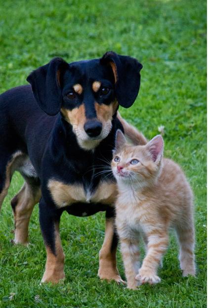 Cabras, al via la microchippatura gratuita dei cani e dei gatti promossa dal Servizio Veterinario della Asl di Oristano