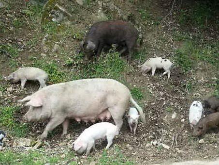 Peste suina, abbattuti 81 maiali nella zona di Orgosolo
