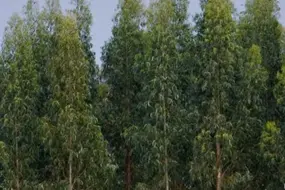 Alberi di Eucaliptus (foto GrIG)