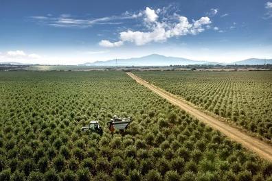 Sardegna, dall’Europa 437,5 milioni in arrivo per l'agricoltura