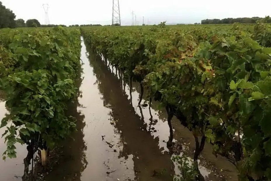 Vigneti allagati
