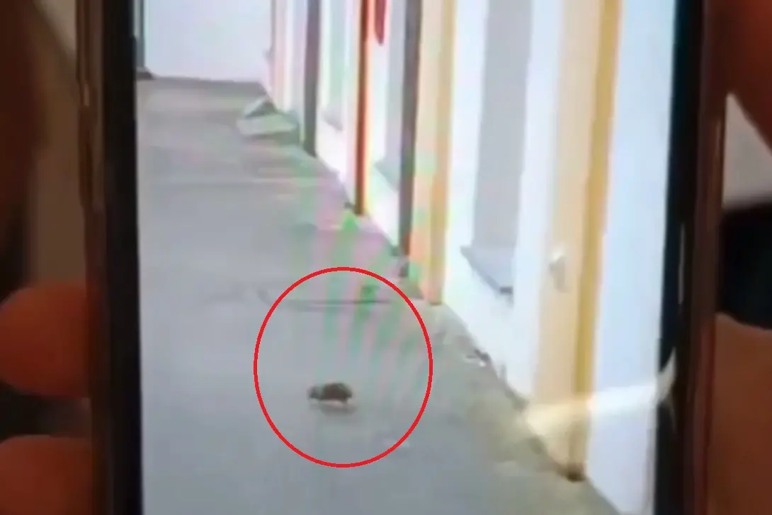 Il topo al Fois Fois (Frame da video)