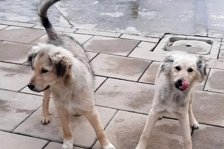 Cani nella struttura di Monte Rose' (foto concessa)
