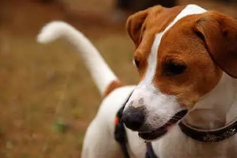 Un Jack Russell