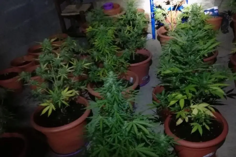 Marijuana plants