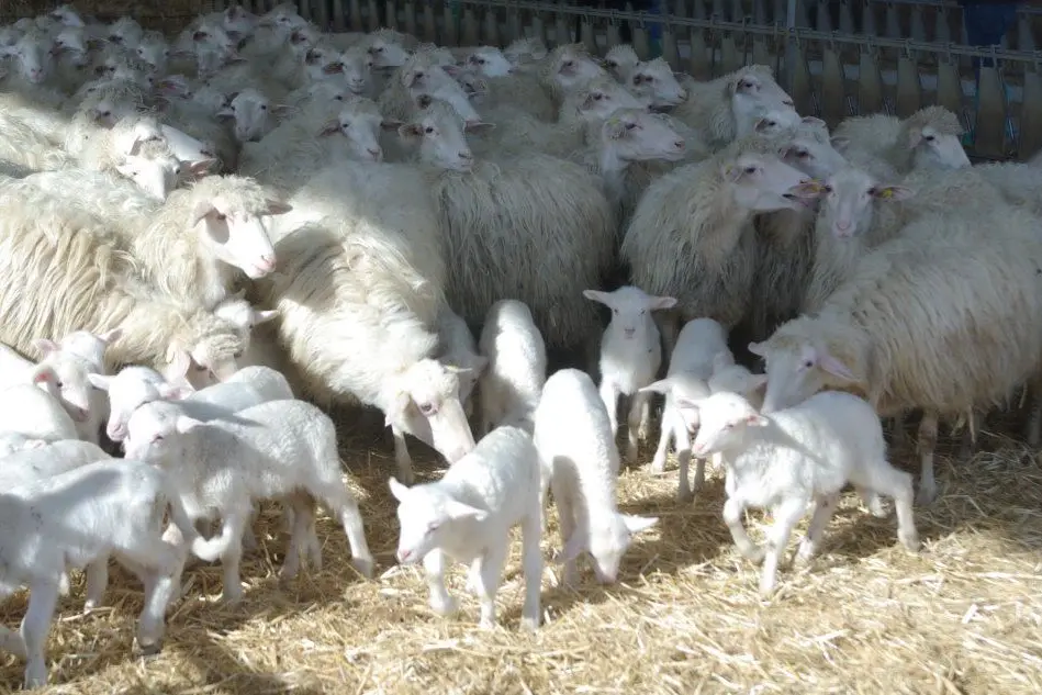 Pecore e agnelli sardi