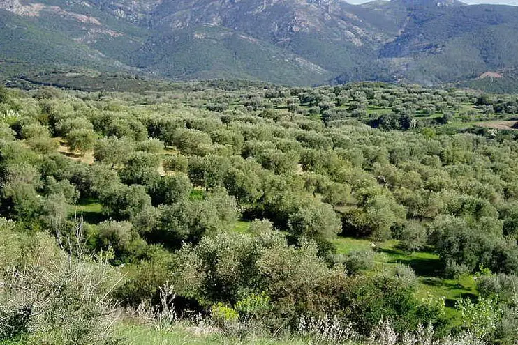 Gli oliveti di Dolianova