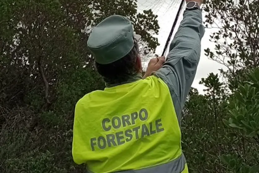 (Forstkorps, symbolisches Bild)