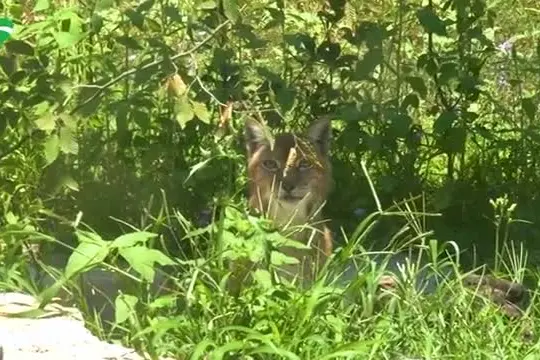 Al Bioparco di Roma aperta la nuova area delle linci euroasiatiche
