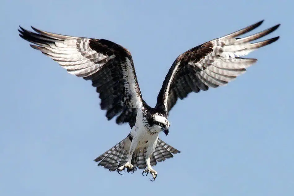 Un falco pescatore (Wikipedia)