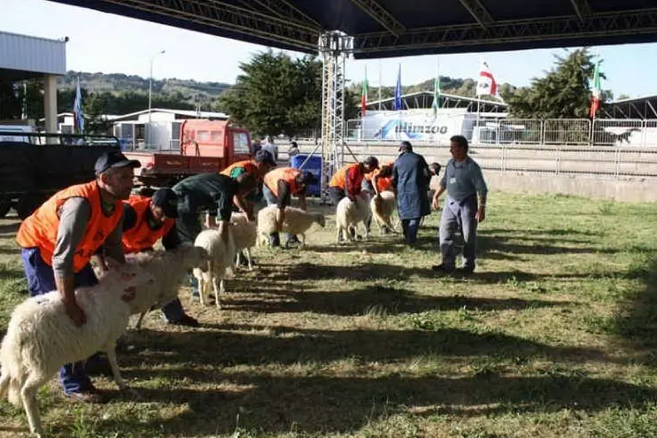 Mostra nazionale ovini a Macomer