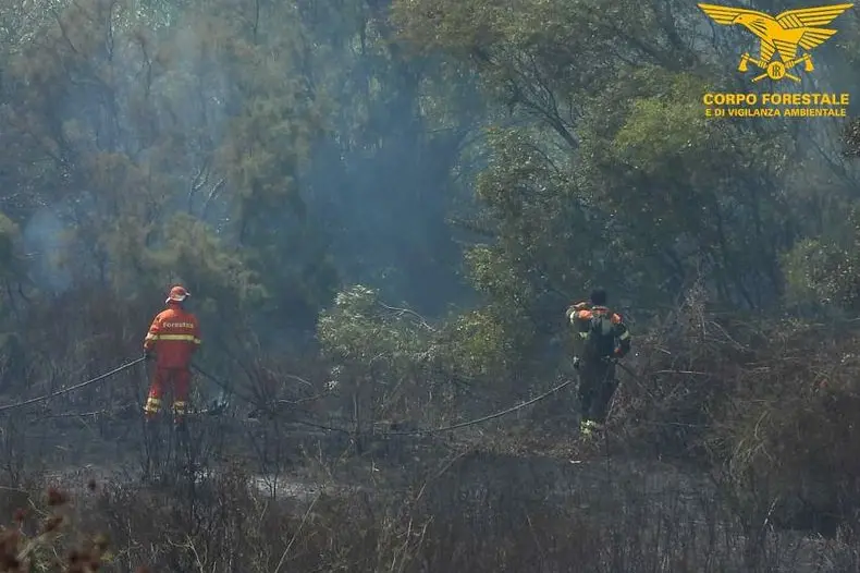 L'intervento a Olia Speciosa (foto Corpo forestale)