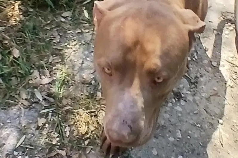 I pitbull