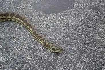 UN SERPENTE SU UNA STRADA - IMMAGINE SIMBOLO