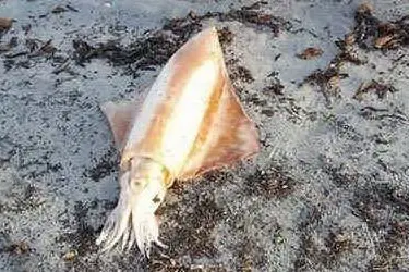 Il calamaro rinvenuto a Porto Pino