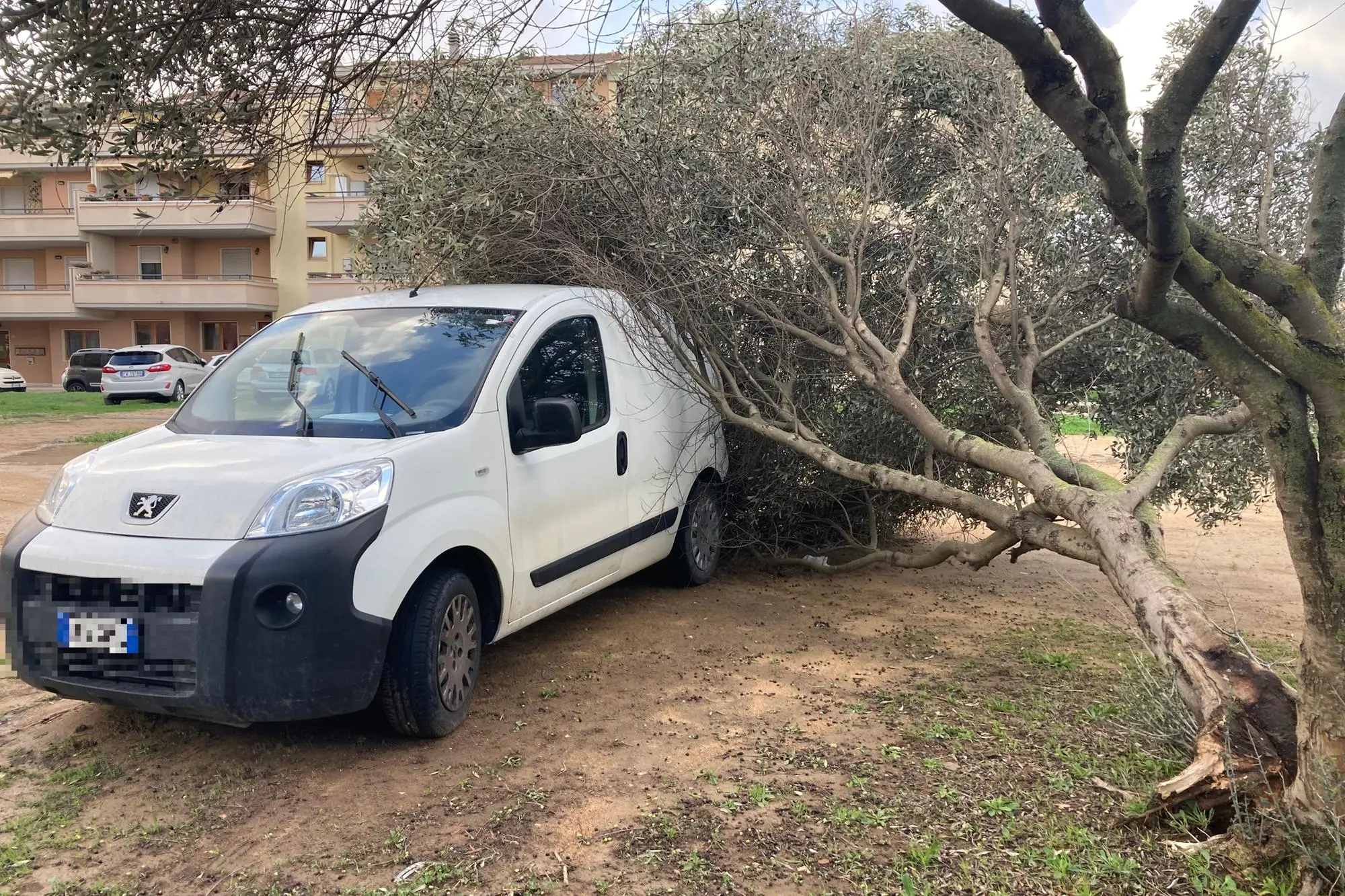 Un albero crollato su un'auto (L'Unione Sarda - Pala)