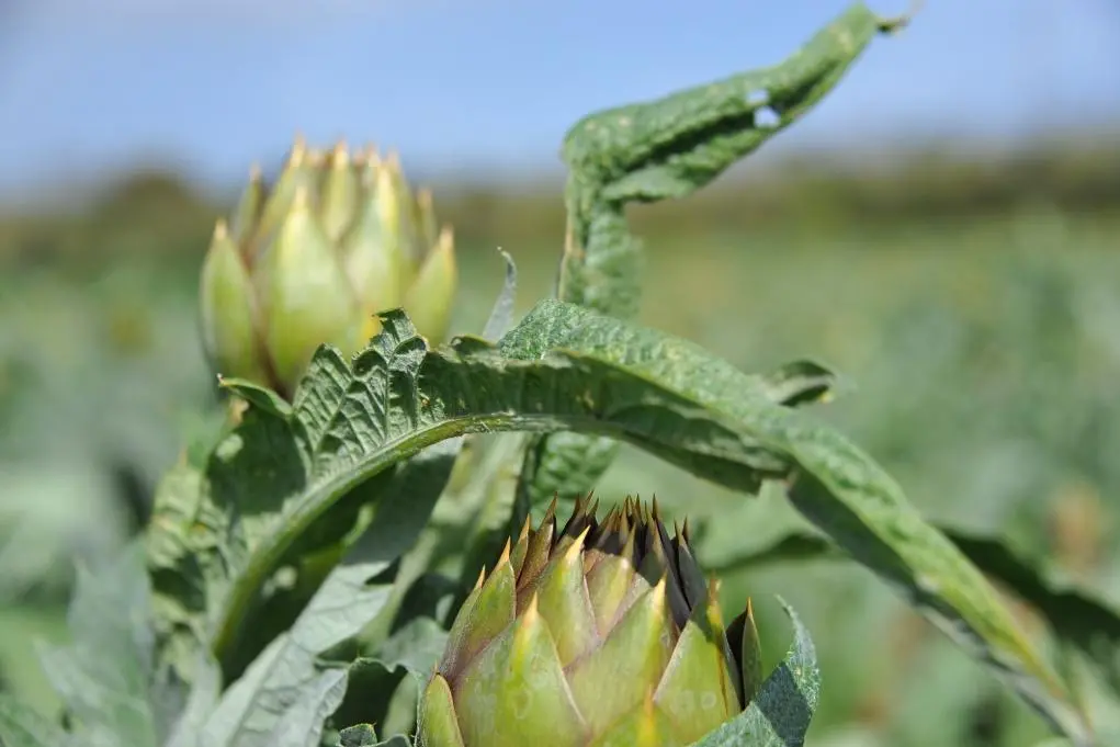 I carciofi dell'Oristanese (Foto Sara Pinna)