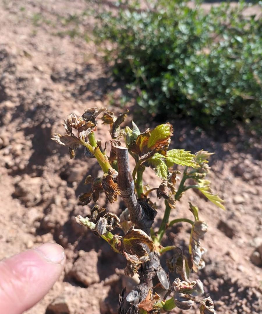 I Comuni chiedono lo stato di calamità