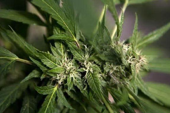 Sequestrati oltre tre quintali di marijuana: erano abbandonati in un ulivo