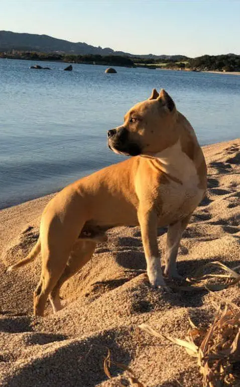 Duke, da Luisa Pasella di Arzachena