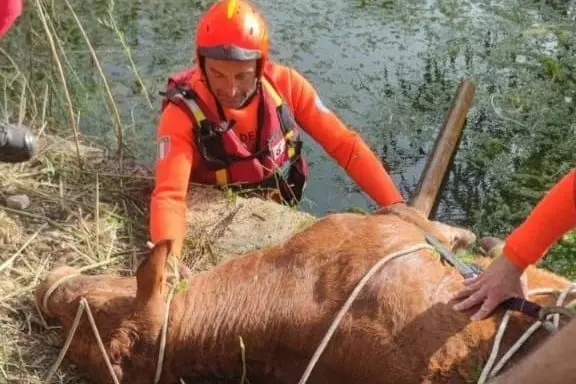 Vitella rischia di annegare in una vasca. Il salvataggio dei vigili del fuoco a Porto Torres