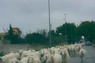 Un gregge di pecore in un centro abitato