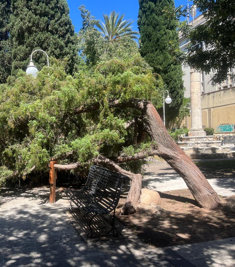L’albero caduto resta nel parco: è polemica