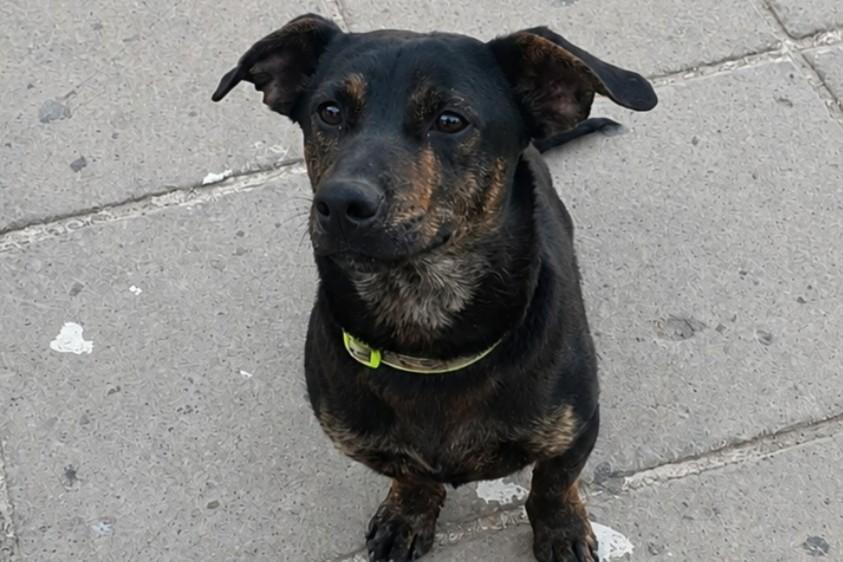 Ucciso Jack, il cane mascotte di Dolianova: «I responsabili saranno presi»