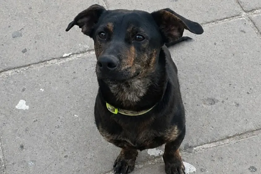 Jack, la mascotte di Dolianova