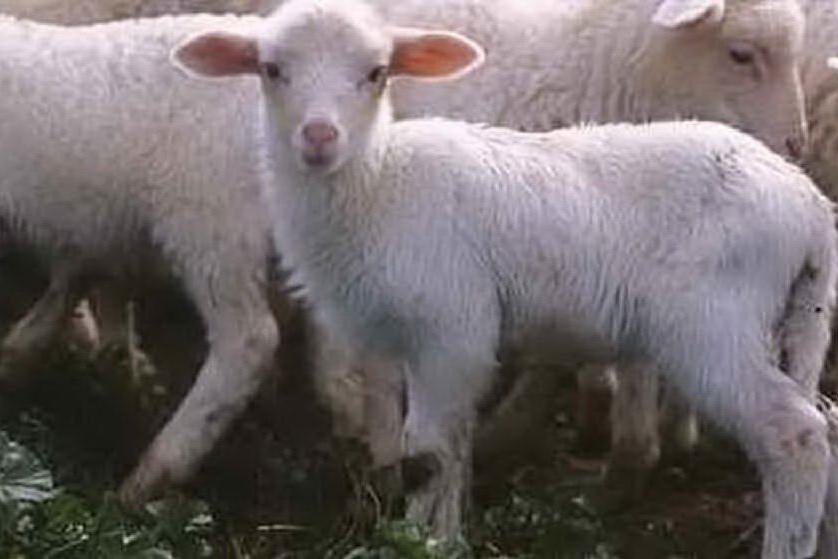 Pirri, macellava agnellini nel seminterrato di casa: denunciato