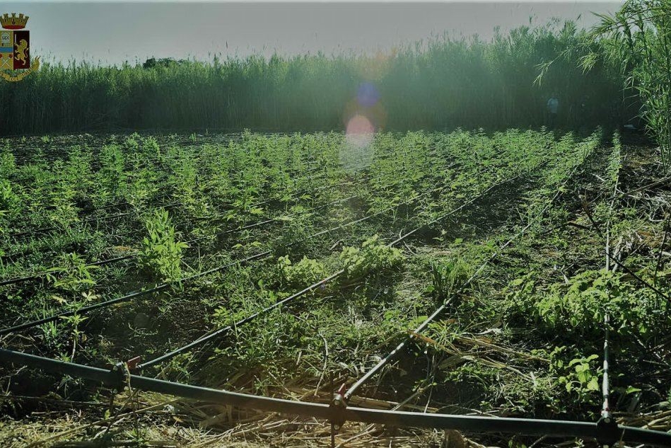 Piantagione di marijuana a Bauladu: avrebbe fruttato oltre mezzo milione