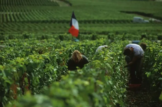 La vendemmia manuale nella Champagne (foto archivio L'Unione Sarda)