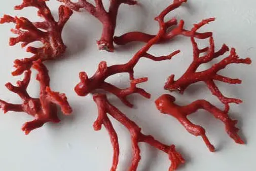 Coralli rossi (foto da Google)