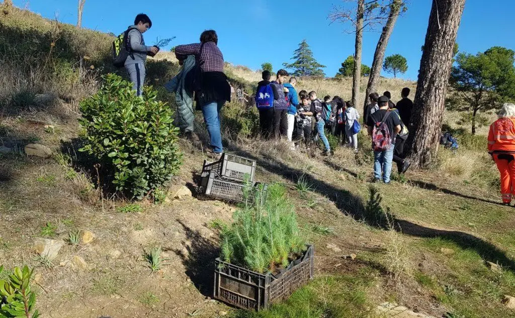 Le piante