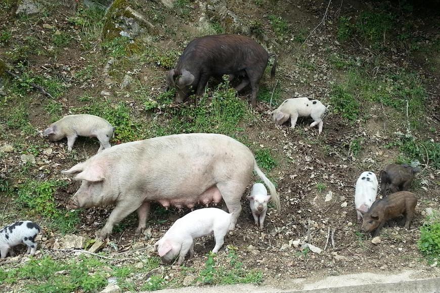 Peste suina, nelle campagne di Talana abbattuti 120 maiali