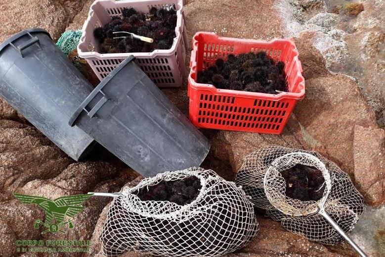 Trinità d’Agultu, si nascondono tra le piante con 4.000 ricci pescati illegalmente
