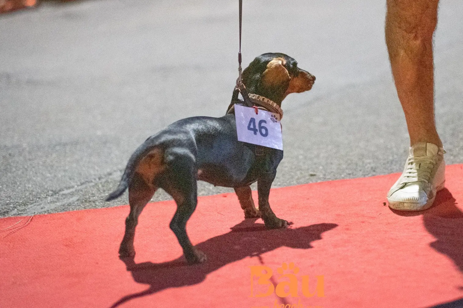 Un cane in passerella