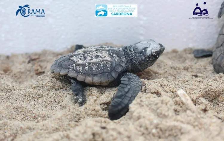I piccoli di tartaruga Caretta caretta (foto concessa)