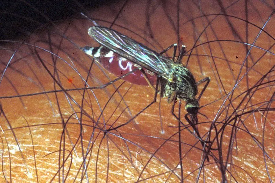 Una zanzara (foto archivio Unione Sarda)