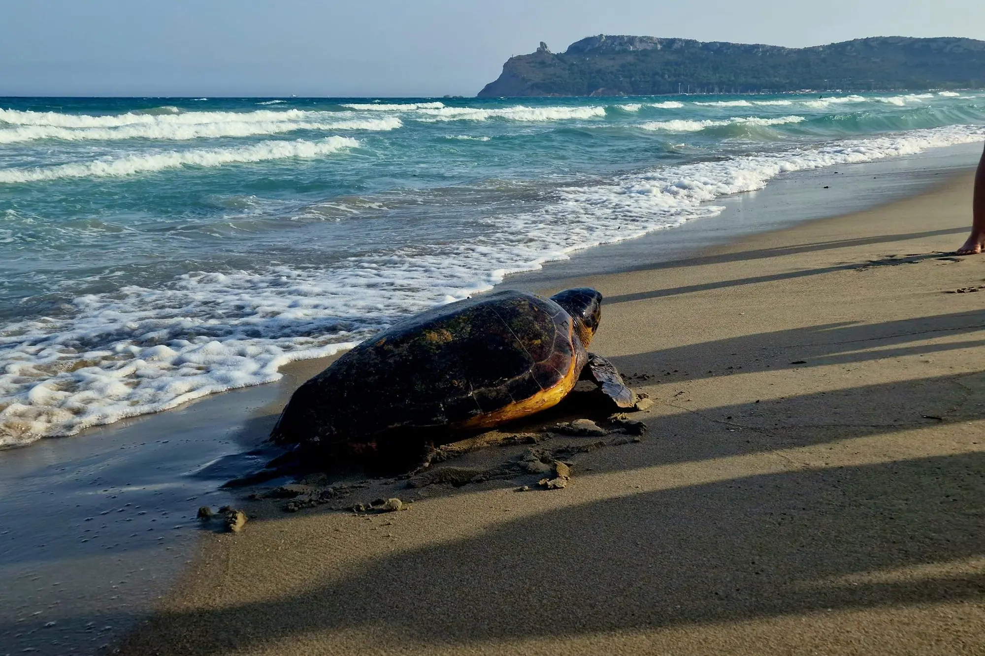 Una tartaruga Caretta caretta (archivio L'Unione Sarda)