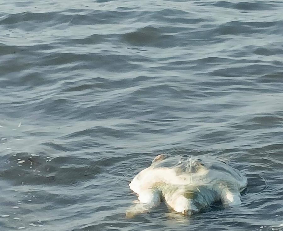 Una tartaruga trovata senza vita in riva al mare