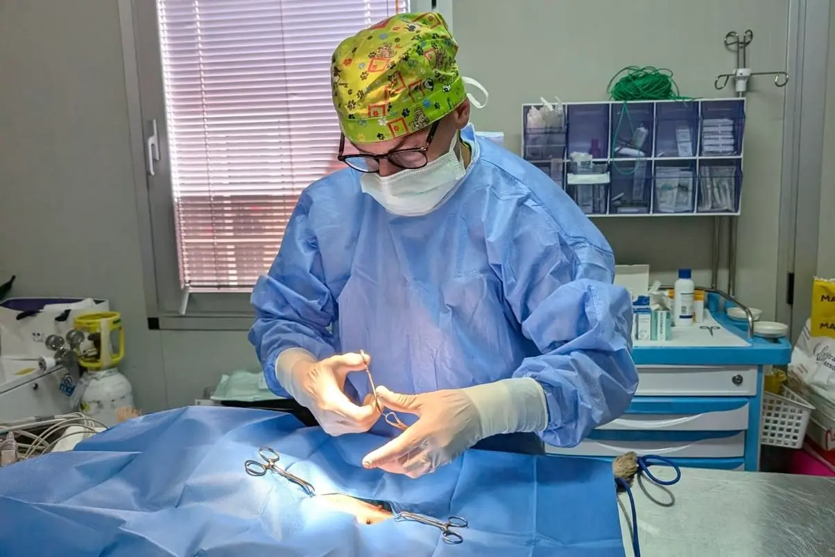 Veterinario impegnato in un intervento