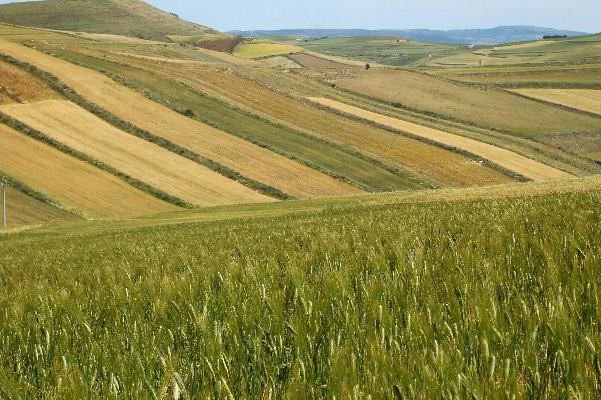 Coltivazione di frumento (foto ufficio stampa)
