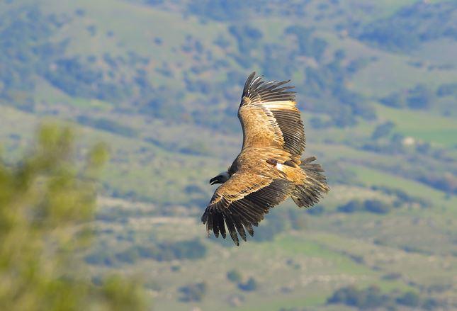 I lavori per il parco eolico nel periodo di nidificazione dei grifoni: «Cantiere non in regola»