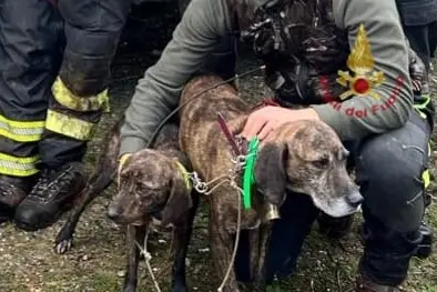 I due cani da caccia salvati a Villasalto (foto vigili del fuoco)